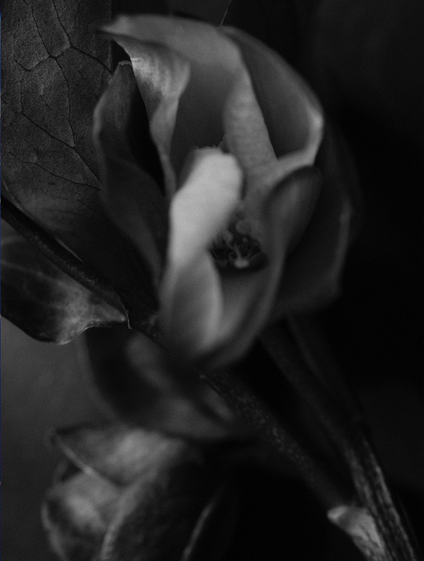 Dead Air Perfume - .Oddity